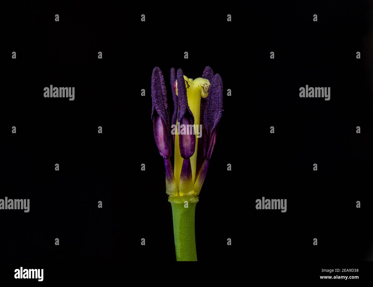 Closeup shot of purple tulip pistils isolated on a black background Stock Photo