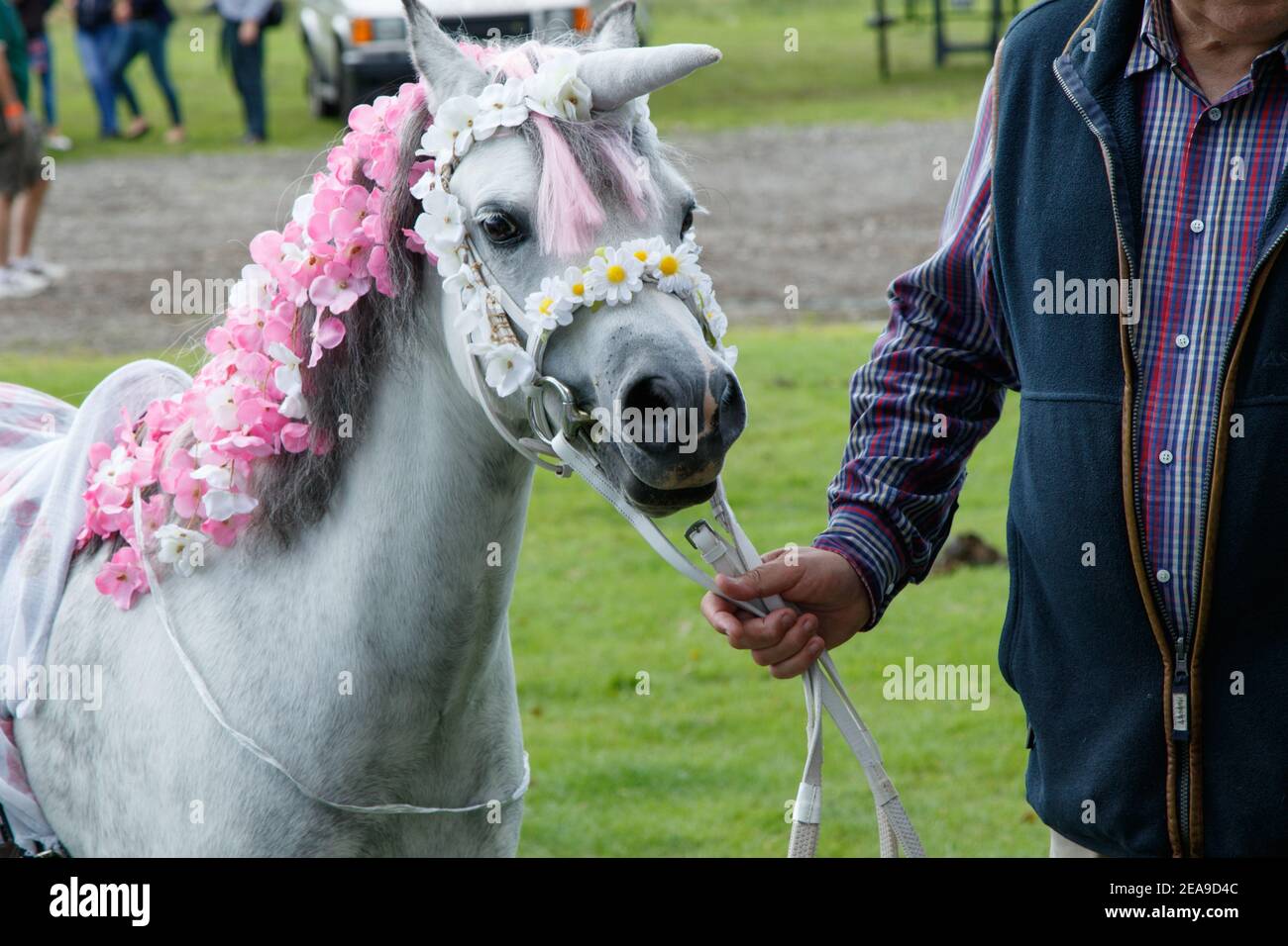 In Ripley, North Yorkshire, at a costume contest for horses and ponies, a white pony was adorned to seem like a unicorn with a flower crown. Stock Photo
