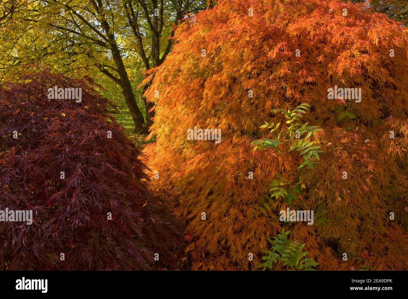 Europe, Germany, Hesse, Marburg, Botanical Garden of the Philipps University on the Lahn Mountains, red maple (Acer palmatum ornatum) in autumn leaves Stock Photo