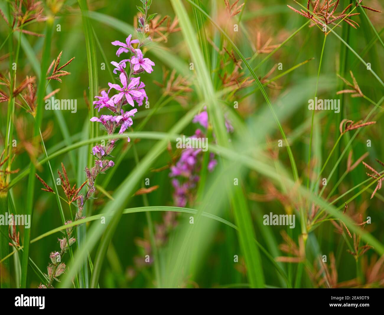 Europe, Germany, Hesse, Marburg, Botanical Garden of the Philipps University on the Lahn Mountains, flowers of the purple loosestrife (Lythrum salicaria) between rush grass Stock Photo