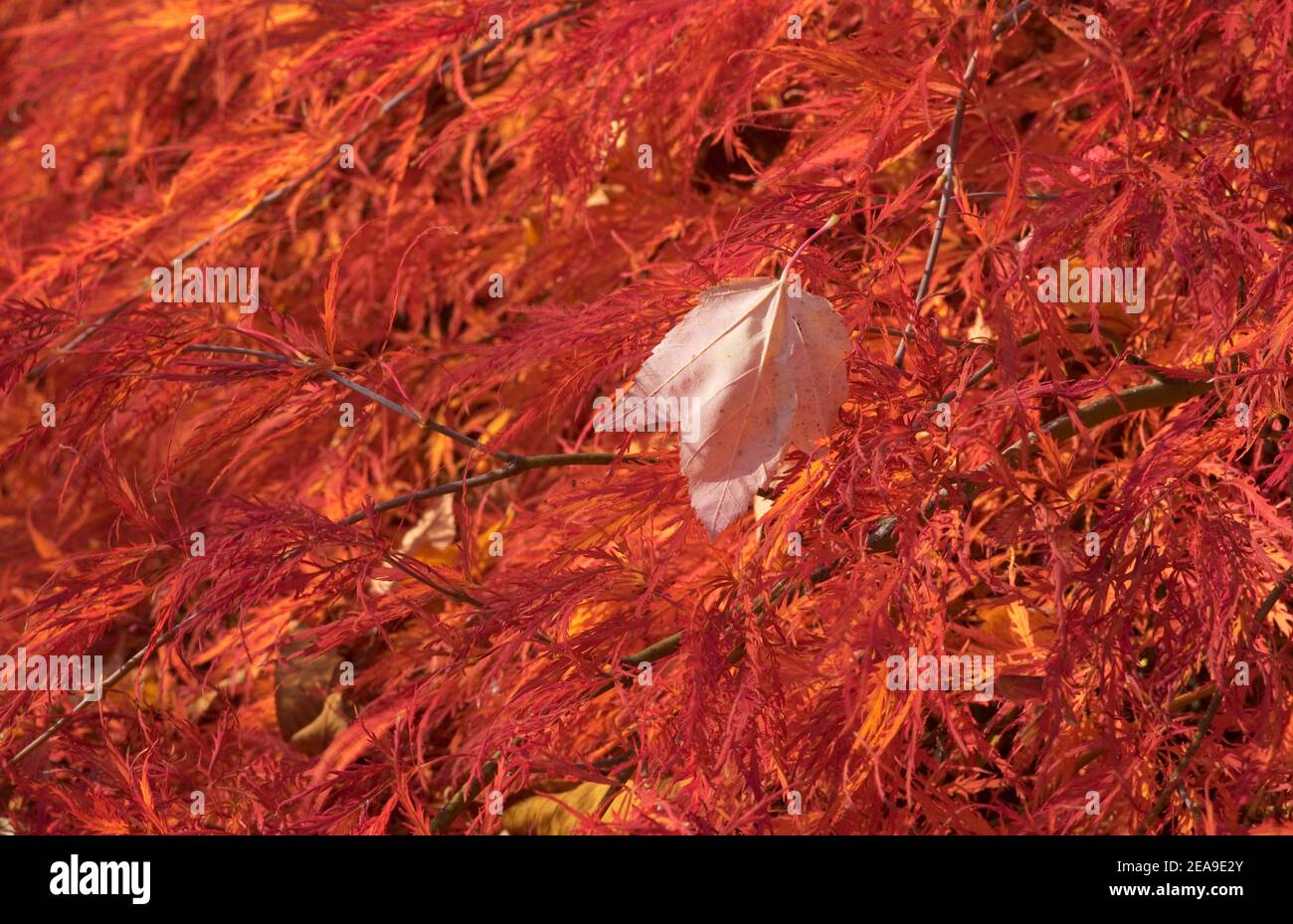 Europe, Germany, Hesse, Marburg, Botanical Garden of the Philipps University on the Lahn Mountains, red maple (Acer palmatum ornatum) in autumn leaves Stock Photo