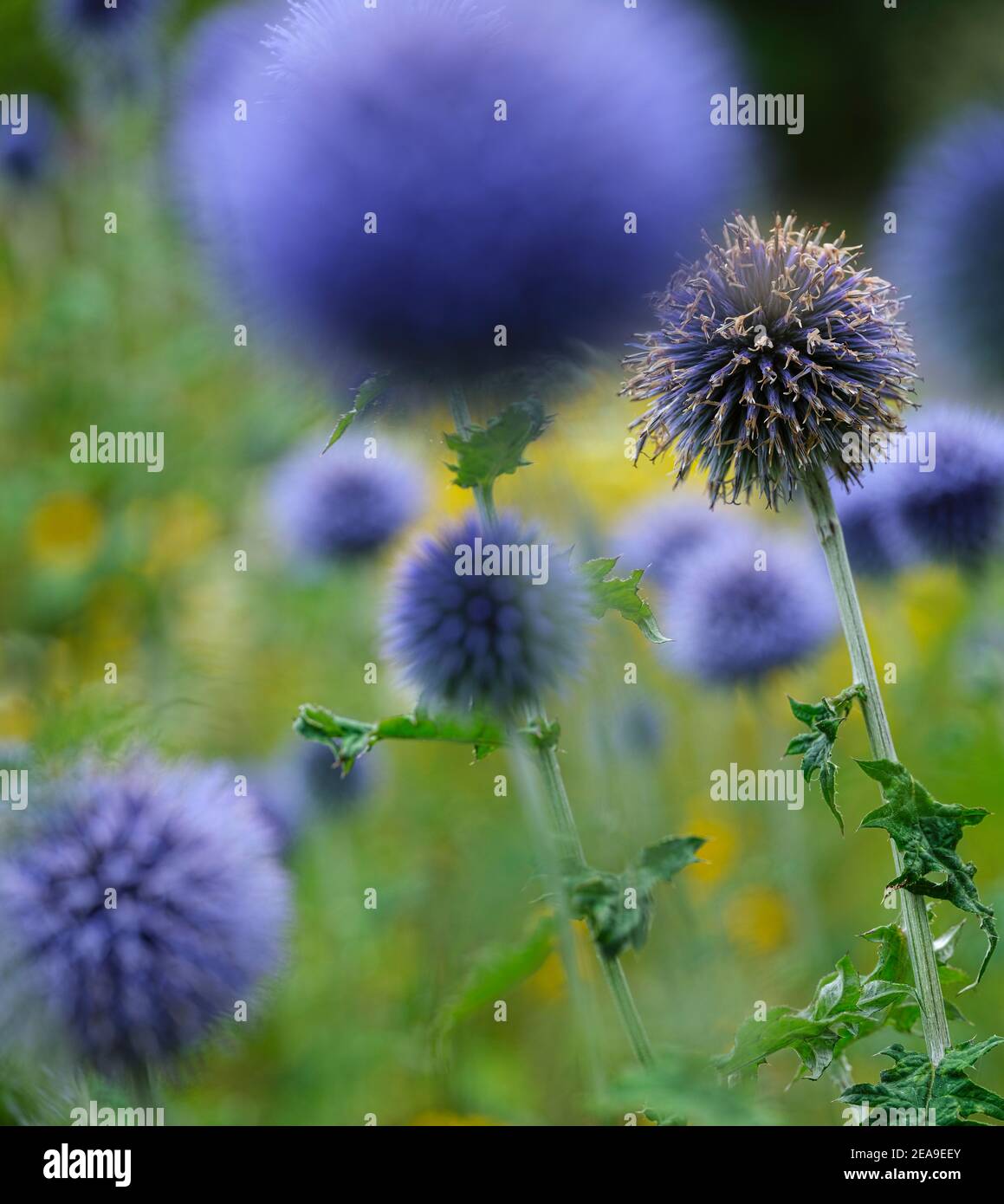 Europe, Germany, Hesse, Marburg, Botanical Garden of the Philipps
