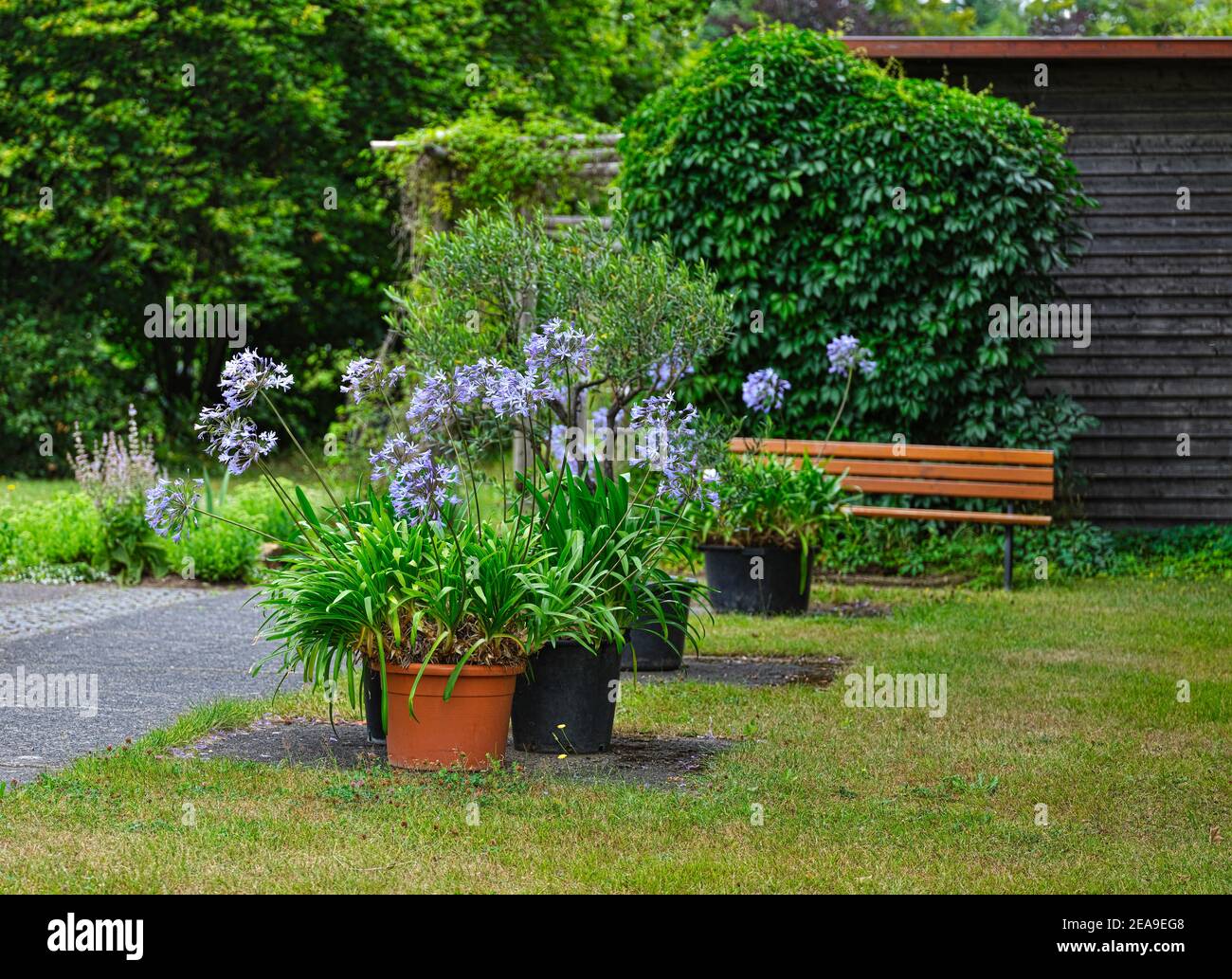 Europe, Germany, Hesse, Marburg, botanical garden of the Philipps University on the Lahnberge, blue African lily (Agapanthus) in front of the garden library (book cube) Stock Photo