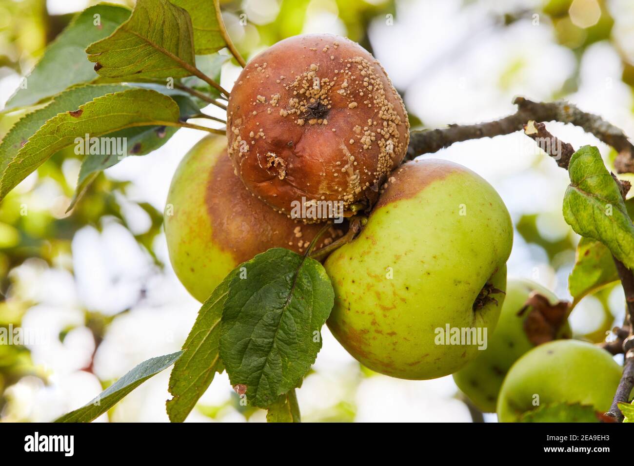Rotten apple. Fruits Infected by the Apple Monilia fructigena Stock Photo