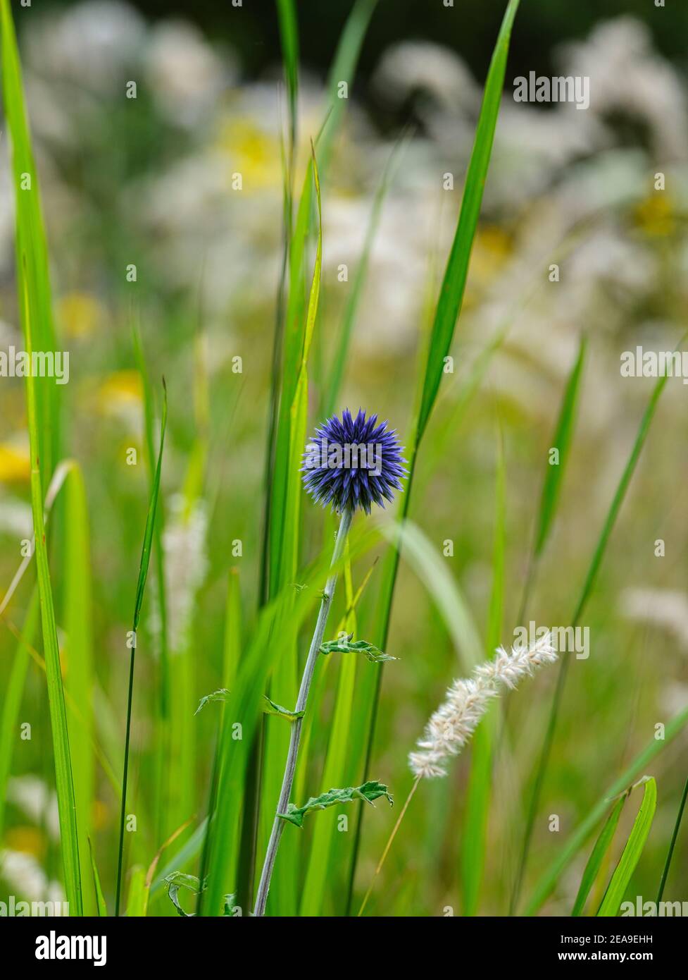 Europe, Germany, Hesse, Marburg, Botanical Garden of the Philipps
