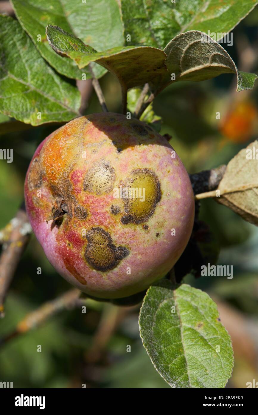 Fruits Infected by the Apple scab Venturia inaequalis. Orchard problems Stock Photo