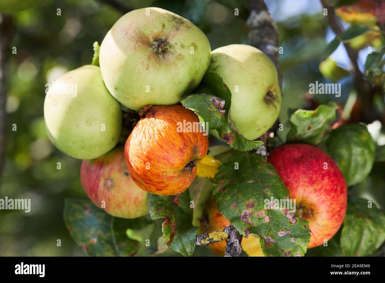 Apple tree fruits and leaves infected by Alternaria mali desease. Orchard problems Stock Photo