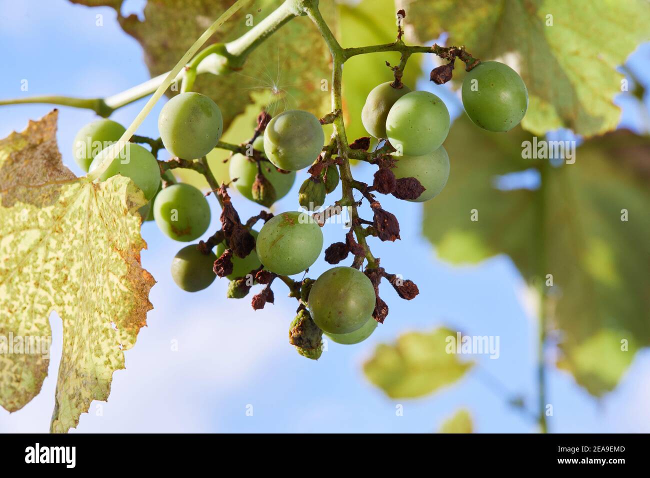 Grape disease Peronospora (Plasmopara viticola) also known as grape downy mildew. The affected berries of grape plant Stock Photo