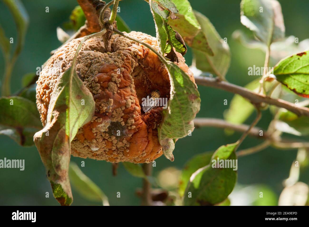 The fly is sittig in the rotten apple, which is growing in the tree. Fruits Infected by the Apple Monilia fructigena. Orchard diseases Stock Photo