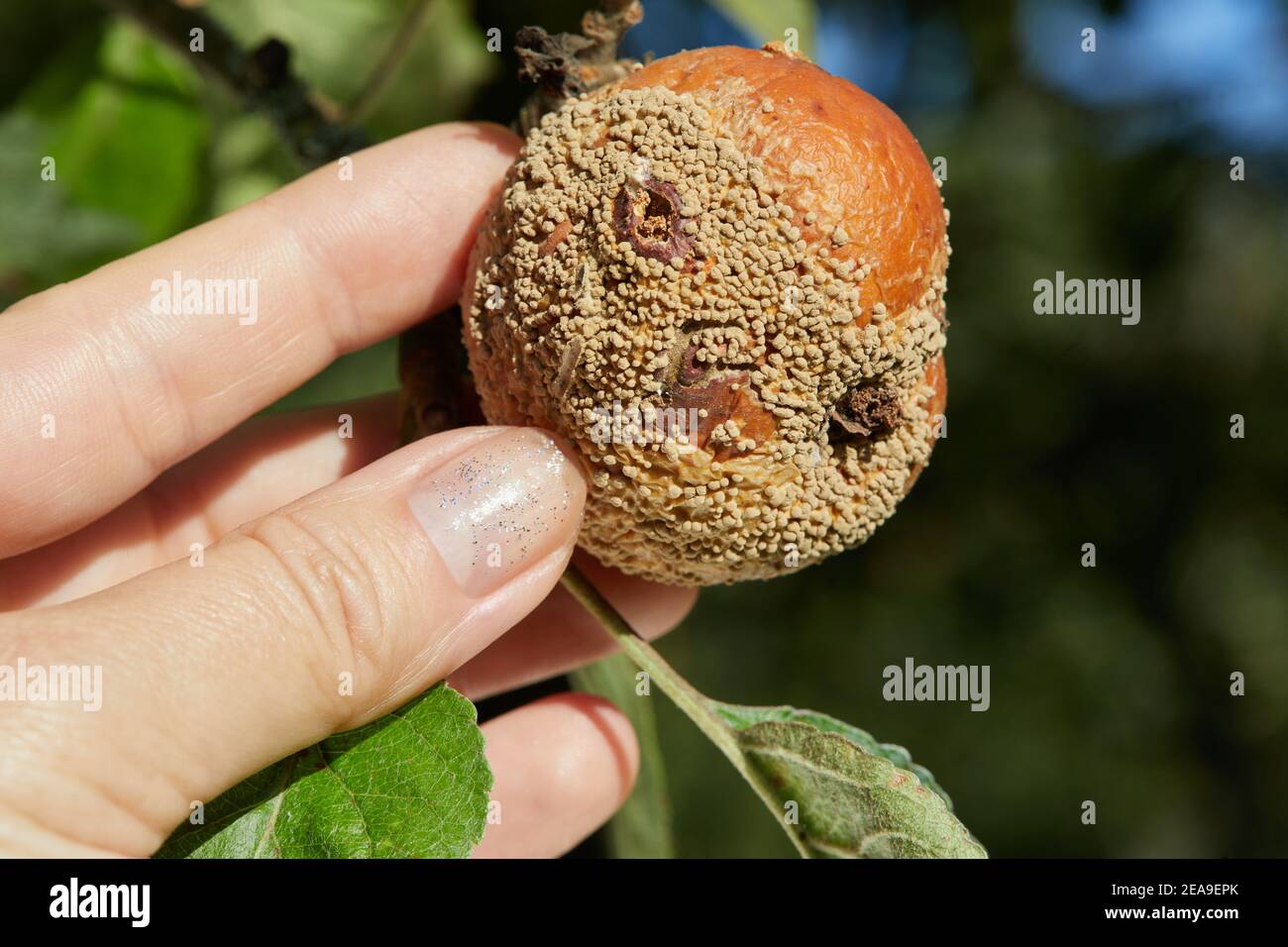Female hand holding a rotten apple. Fruits Infected by the Apple Monilia fructigena Stock Photo
