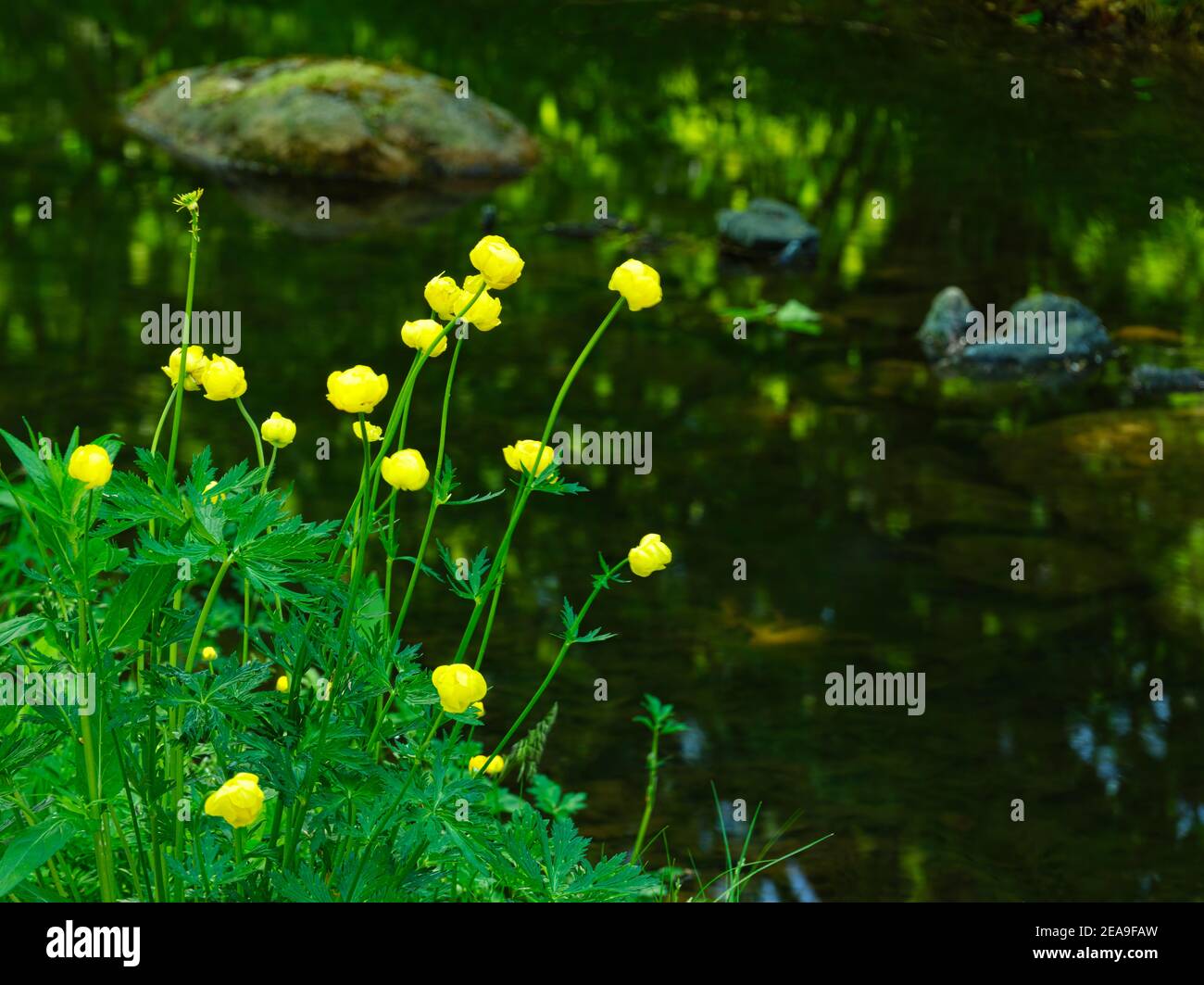 Europe, Germany, Hesse, Marburg, Botanical Garden of the Philipps University on the Lahn Mountains, Globeflowers (Trollius europaeus) at the stream in the spring forest Stock Photo