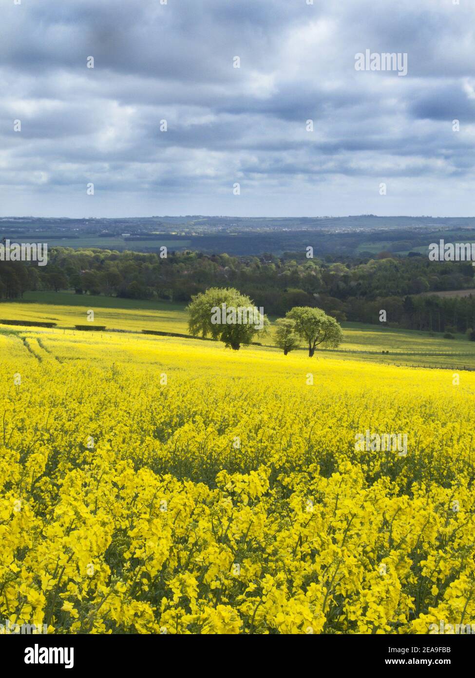 Vertical shot of trees in a field with yellow flowers under the cloudy ...