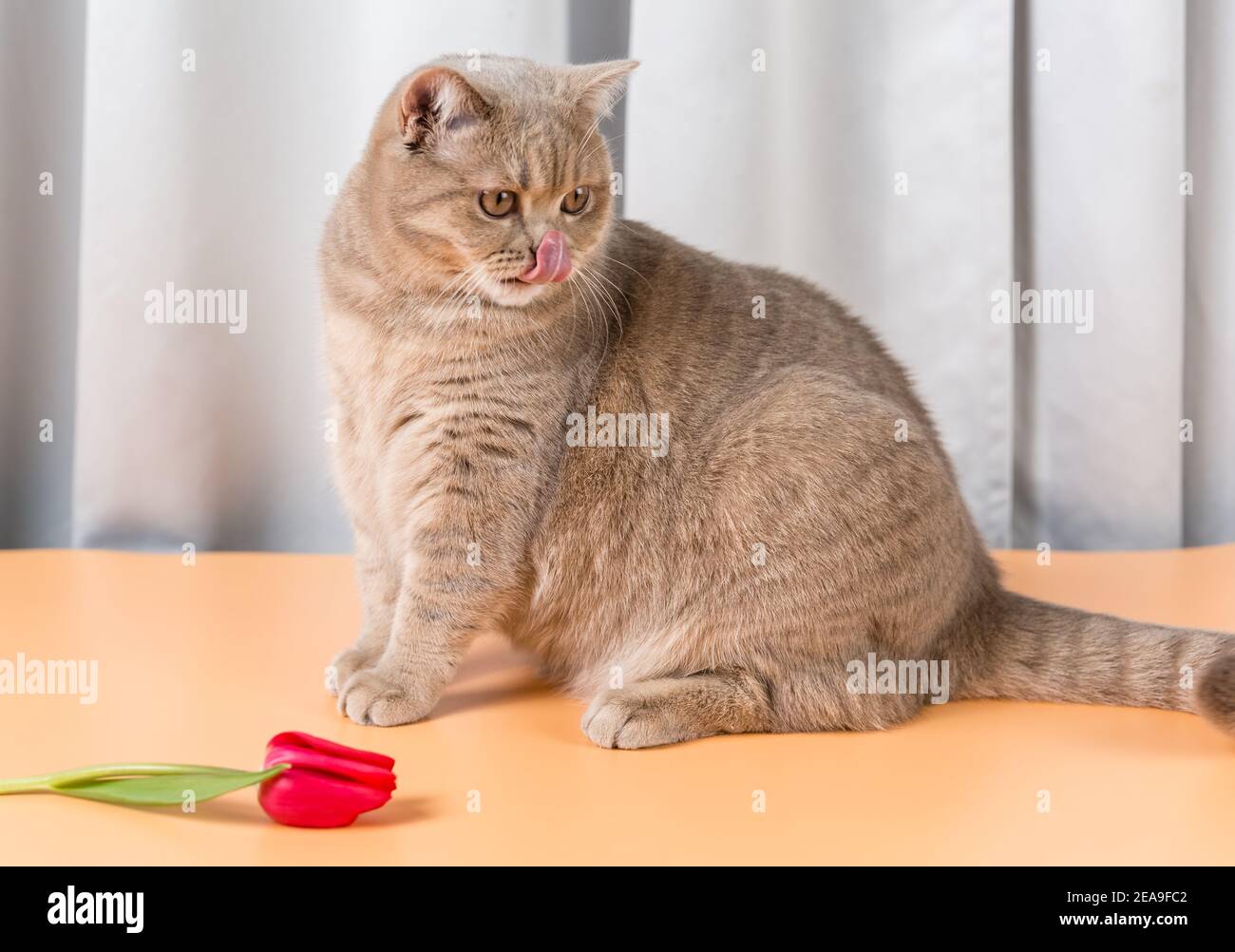 A British Shorthair cat sits next to a red tulip flower and licks its lips. Pink tongue Stock Photo