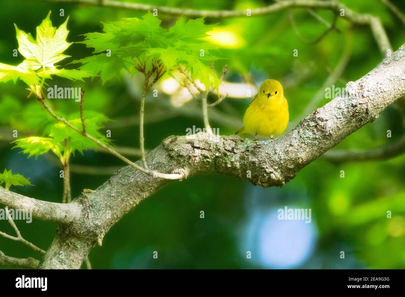 A male prothonotary warbler looks at the camera from his perch on the branch of a sugar maple.  His yellow feathers work well with the green leaves. Stock Photo