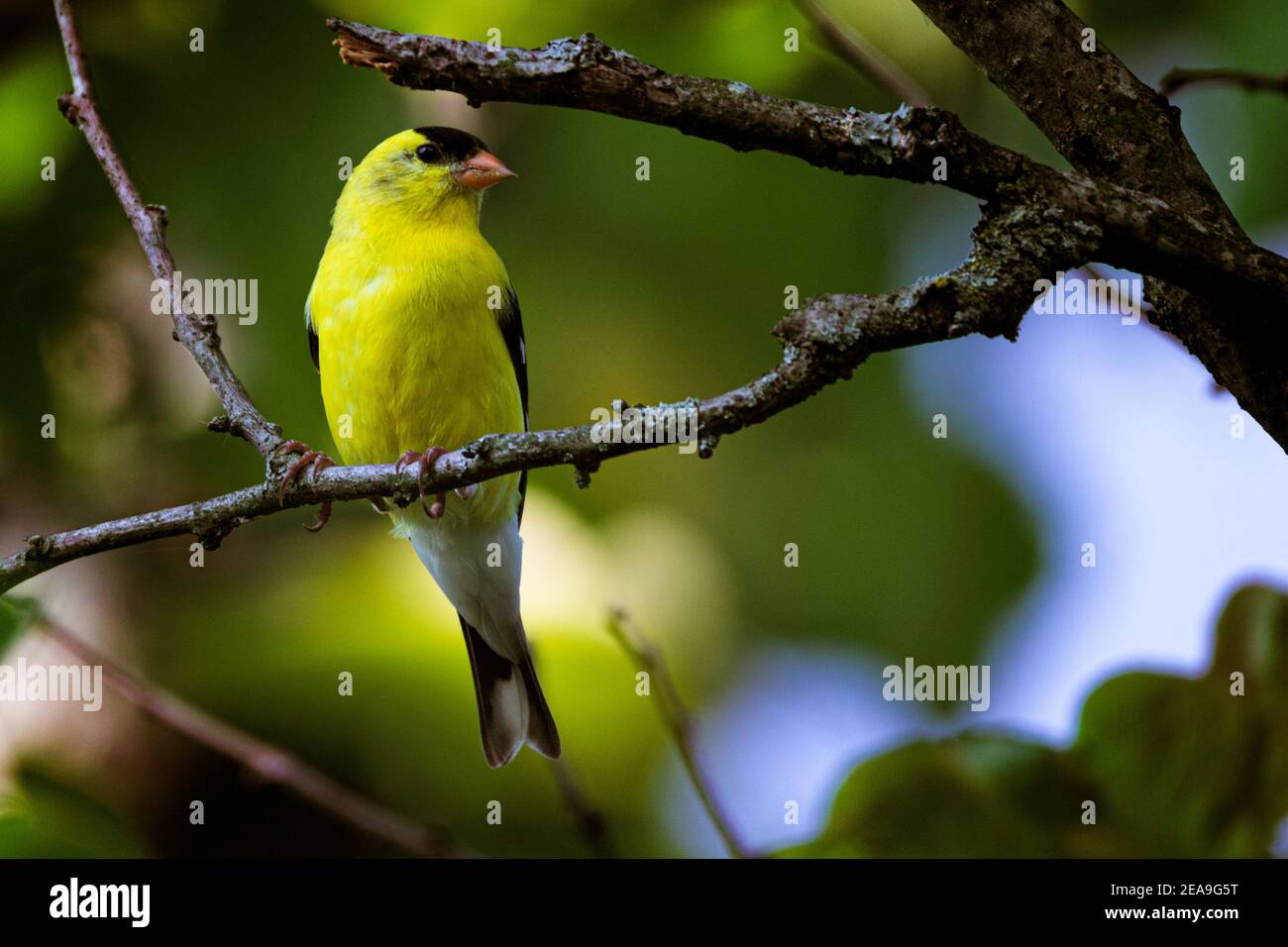 A male goldfinch looks to the right from his perch on a dead tree