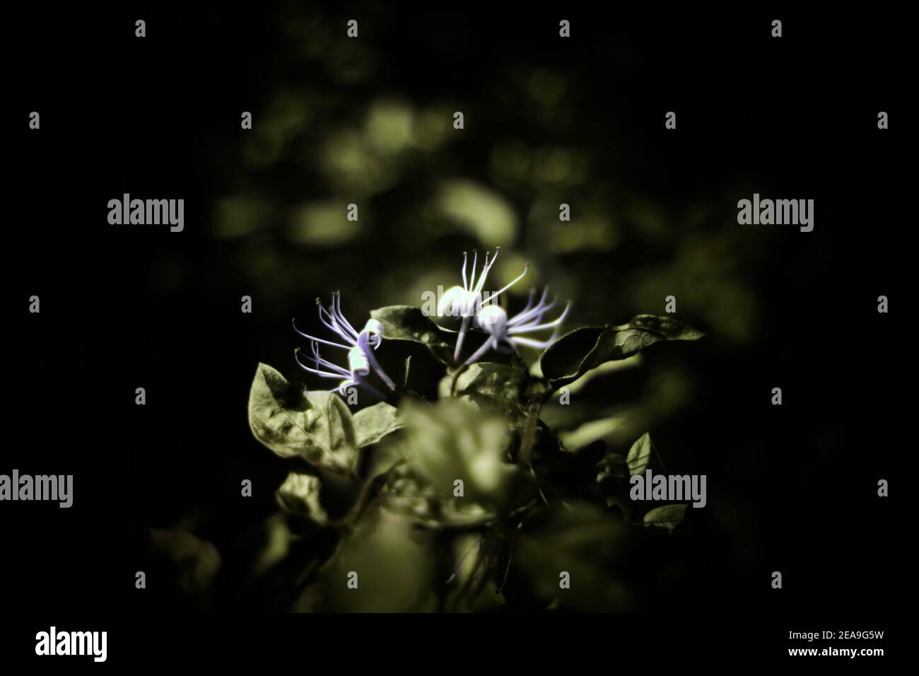 The flowers on the invasive species brush honeysuckle as seen in ultraviolet light.  A heavy vignette surrounds the subject. Stock Photo