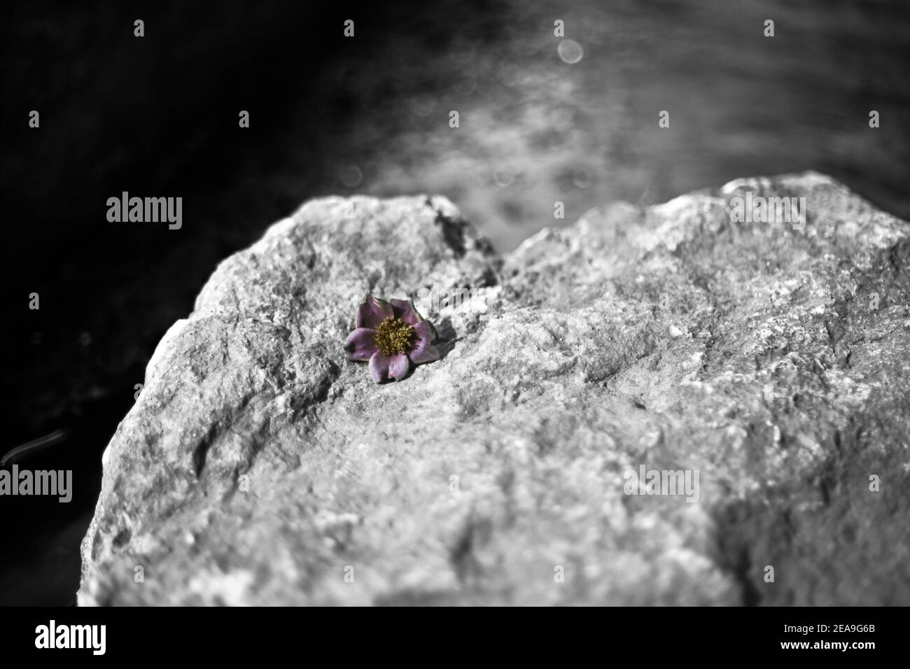 A single multi-floral rose flower on a rock next to a stream.  Imaged in ultraviolet light on a summer afternoon. Stock Photo