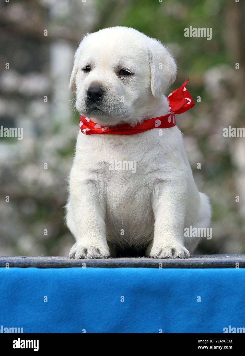 a yellow labrador puppy on the blue background Stock Photo - Alamy