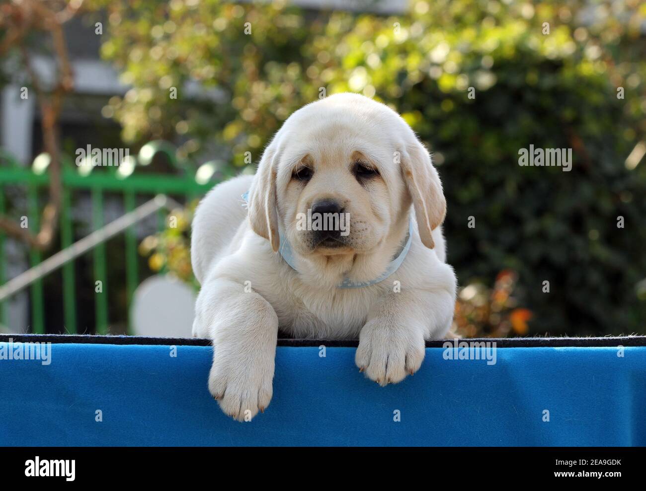 nice yellow labrador puppy on the blue background Stock Photo - Alamy