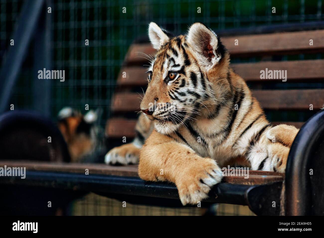 Download Tiger Looking Around Wildlife Park High Resolution Stock Photography And Images Alamy