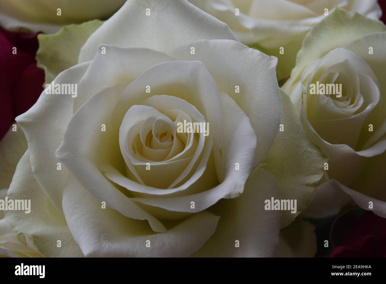 White Roses Close Up Stock Photo