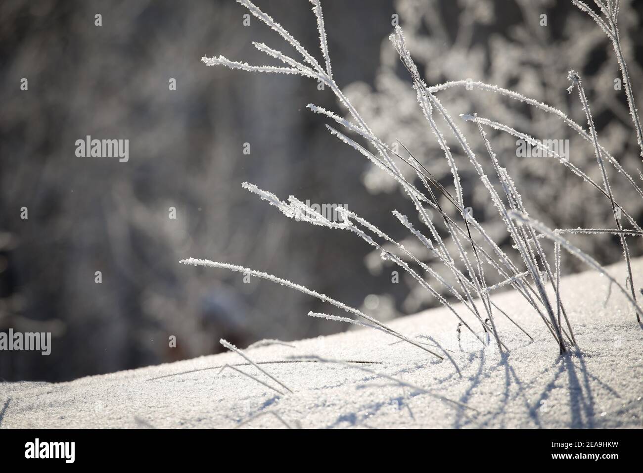 Winter in Lithuania Stock Photo - Alamy