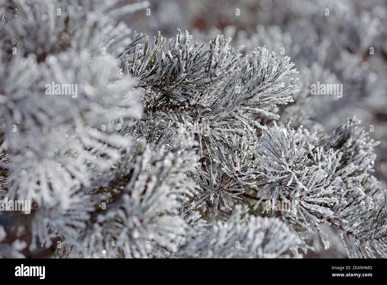 Winter in Lithuania Stock Photo - Alamy