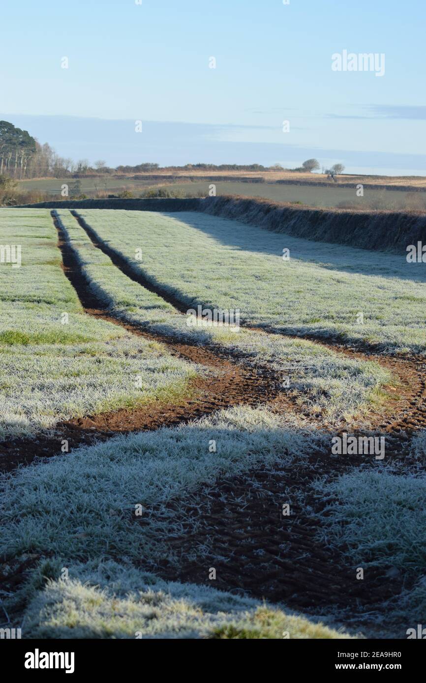 Tractor Tracks Through Frosty Field Stock Photo