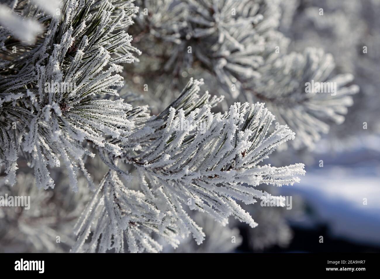 Winter in Lithuania Stock Photo - Alamy