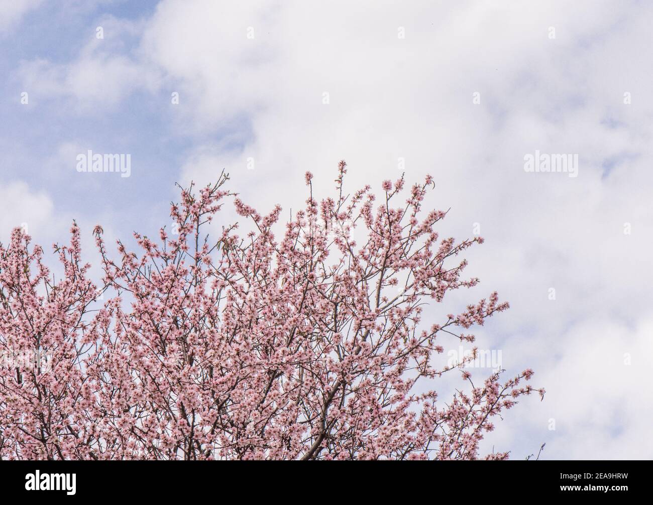 Sweet almond blossom, Prunus dulcis, flowering against blue clouded sky Malaga, Spain. Stock Photo