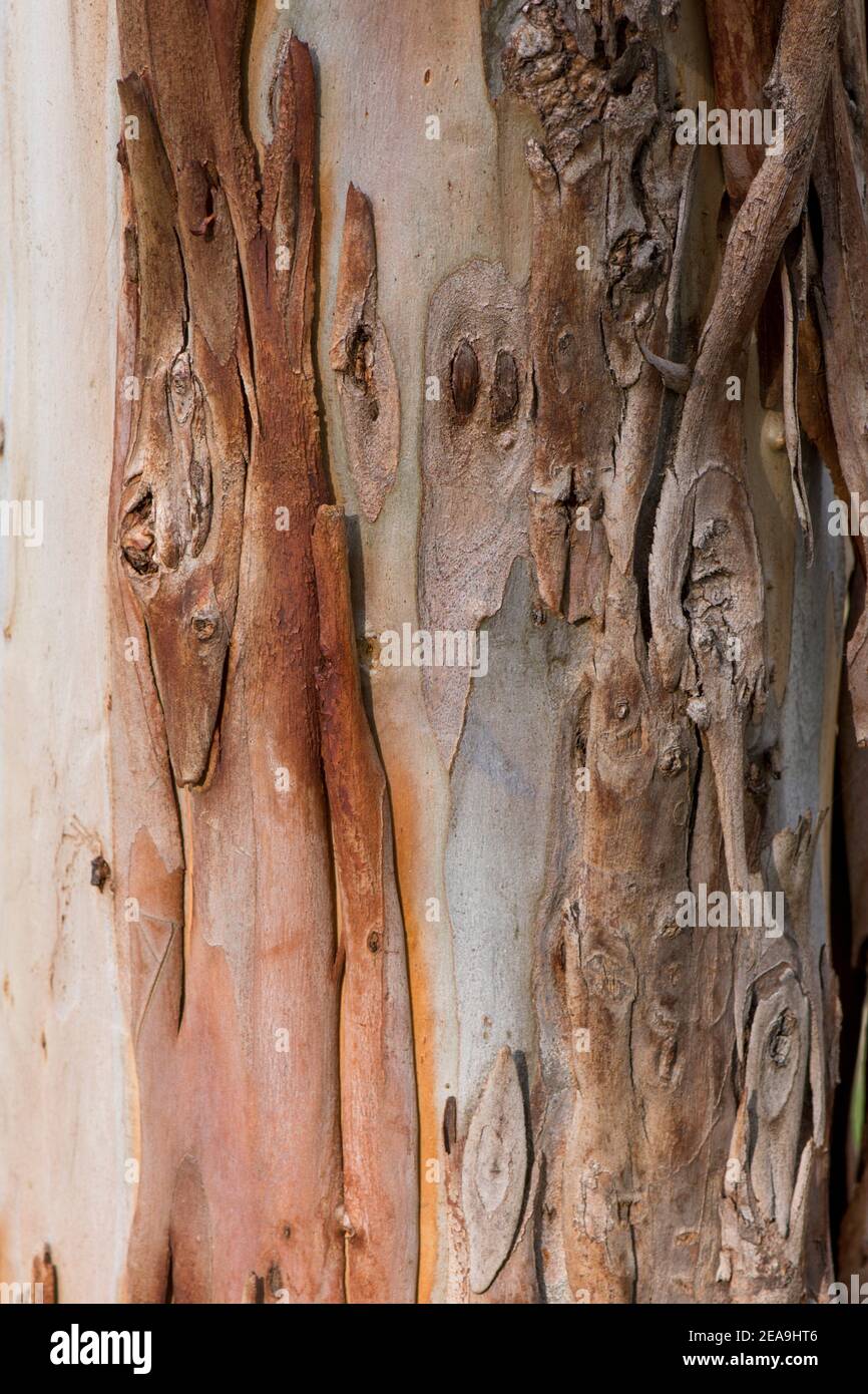 Peeling Bark and trunk of a Eucalyptus tree, Spain. Stock Photo