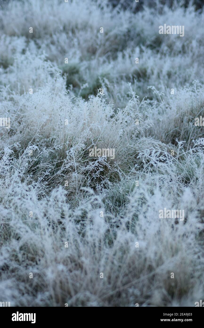 Pale Winter Grasses Stock Photo
