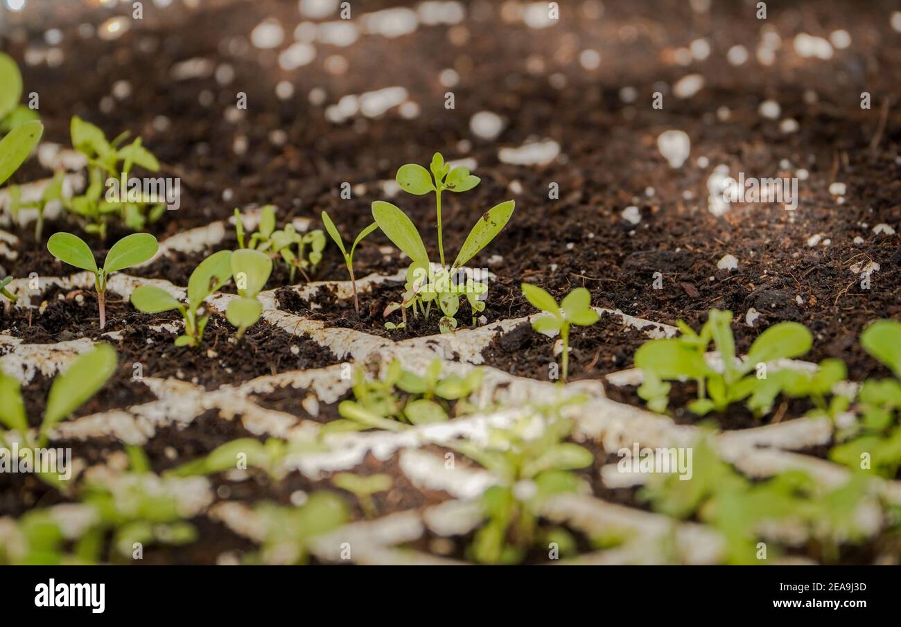 Young plants cultivation germination in seed tray. Stock Photo
