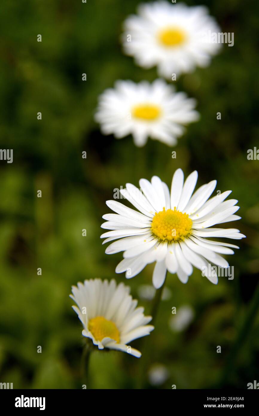 Vertical selective closeup shot hi-res stock photography and images - Alamy
