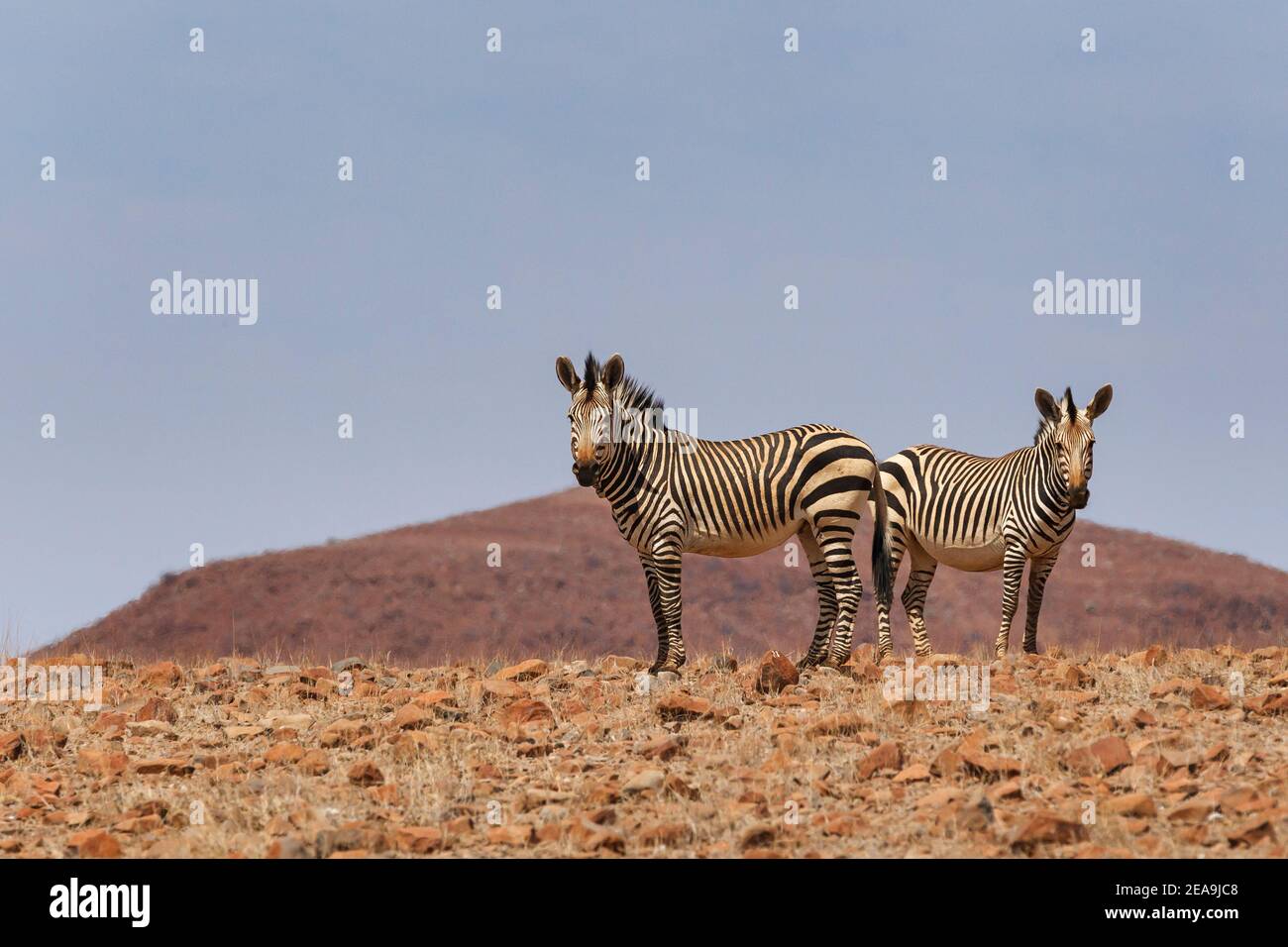 2 Hartmanns Mountain zebras (Equus zebra hartmannae) standing rock terrain. Namib Desert, Namibia, Africa Stock Photo