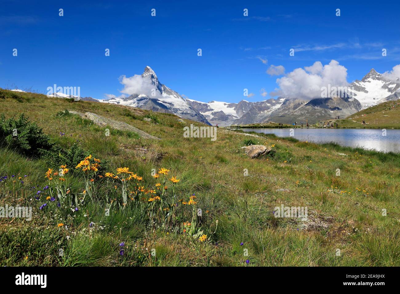Zermatt In Spring Beautiful flowers in the swiss alps and Matterhorn mountain and ...