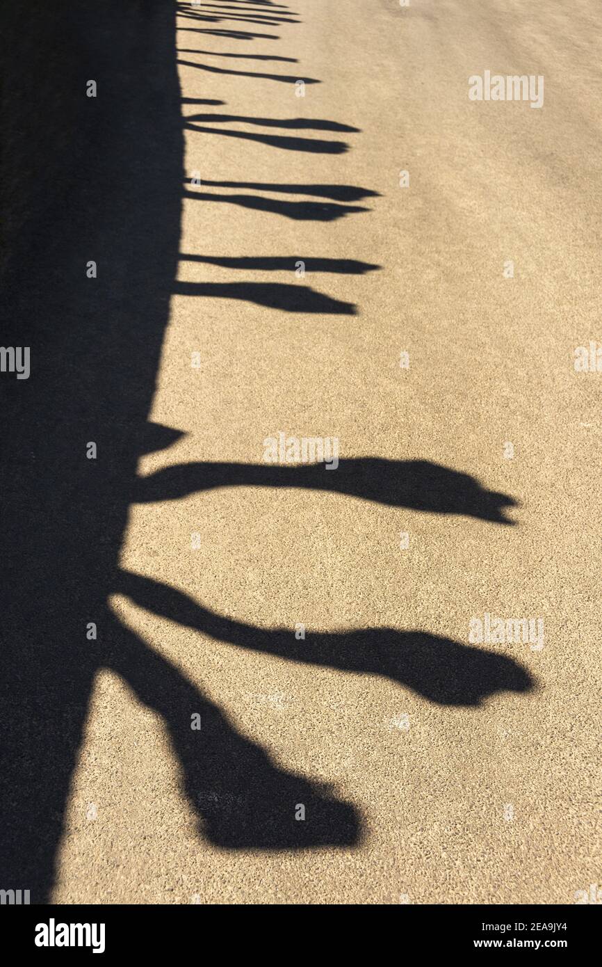 Vertical shot of the shadows of trees on the macadam of a street Stock Photo