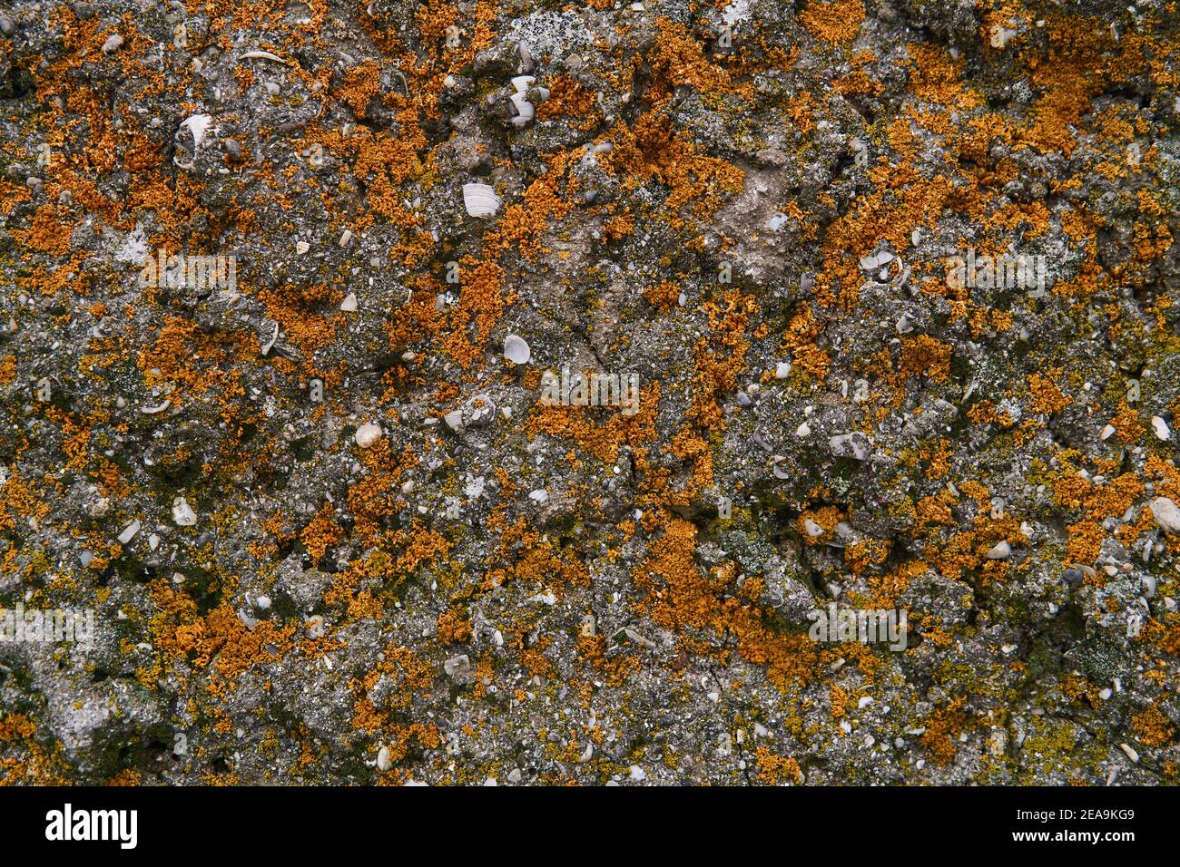 background, texture - the surface of a limestone rock with fossil ...