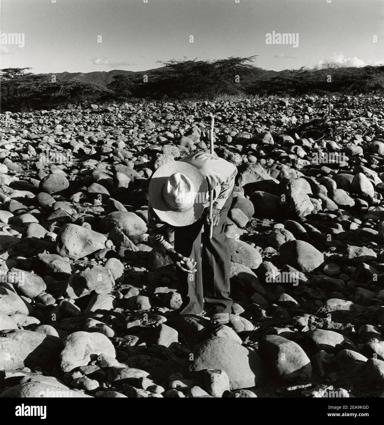 Man collecting stones in dry riverbed Falcon, Falcon State, Venezuela ...