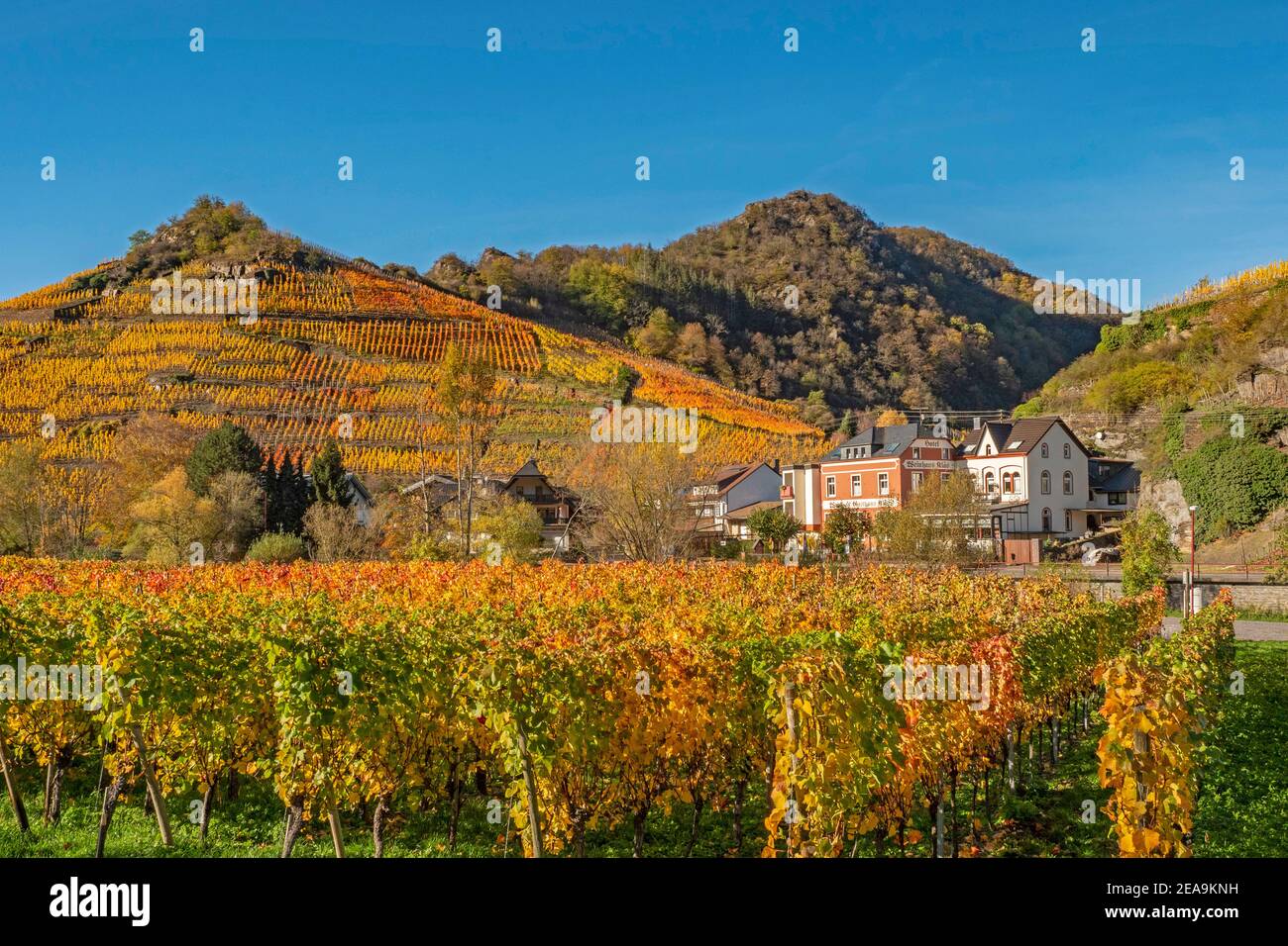 Vineyards near Mayschoss in the Ahr Valley in autumn, Rhineland-Palatinate, Germany Stock Photo