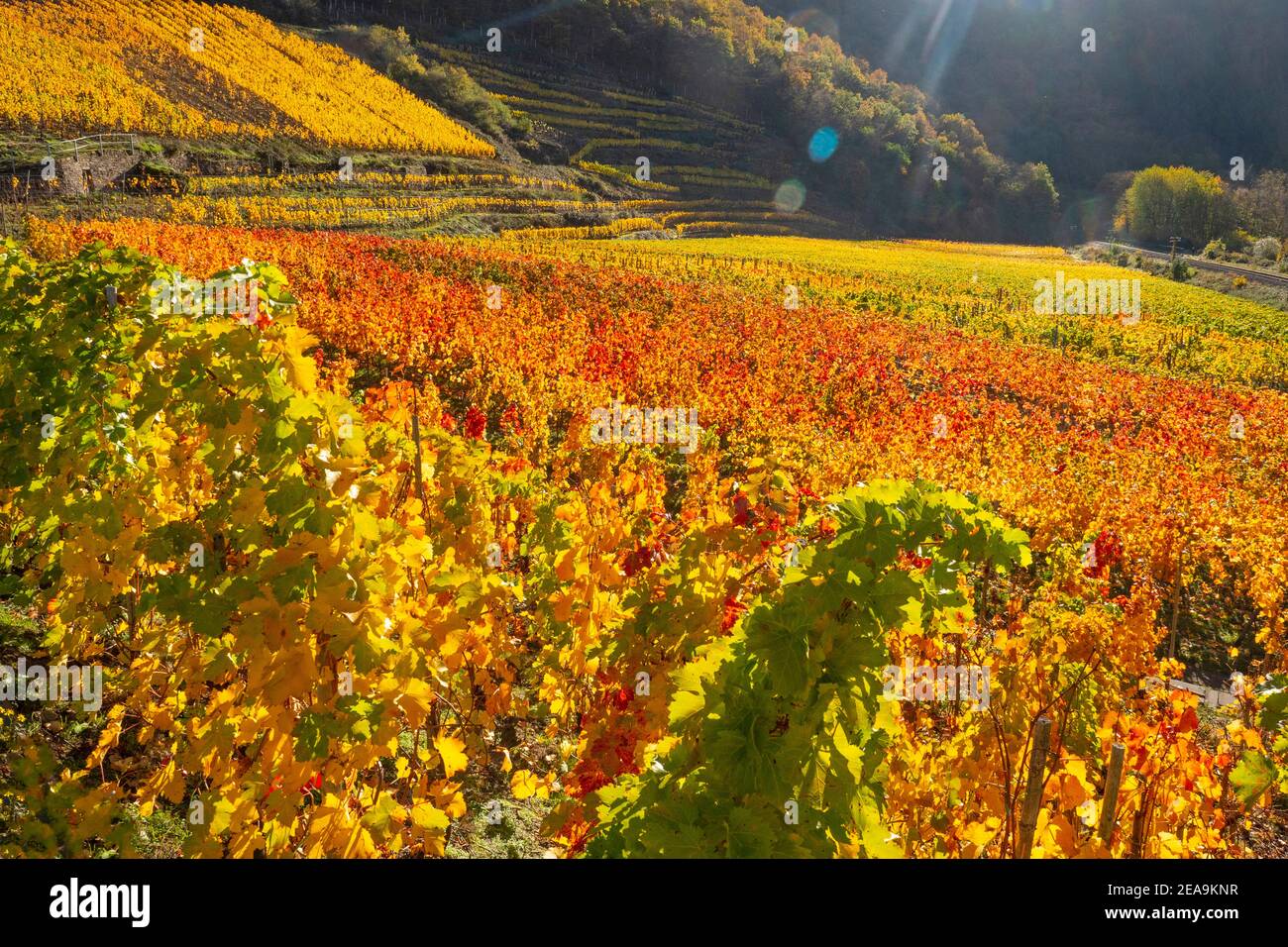 Vineyards near Mayschoss in the Ahr Valley in autumn, Rhineland-Palatinate, Germany Stock Photo