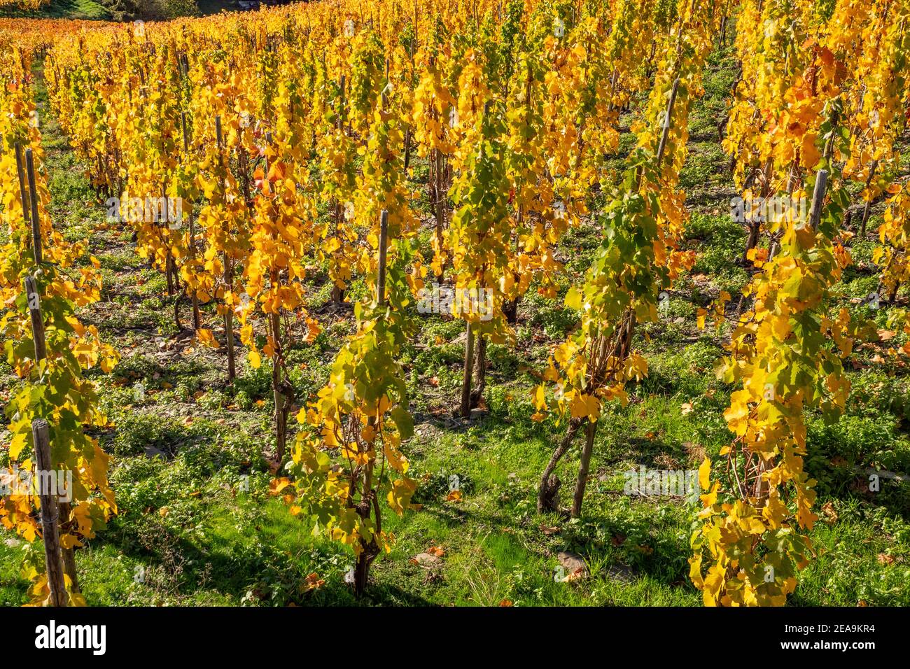 Vineyards near Mayschoss in the Ahr Valley in autumn, Rhineland-Palatinate, Germany Stock Photo