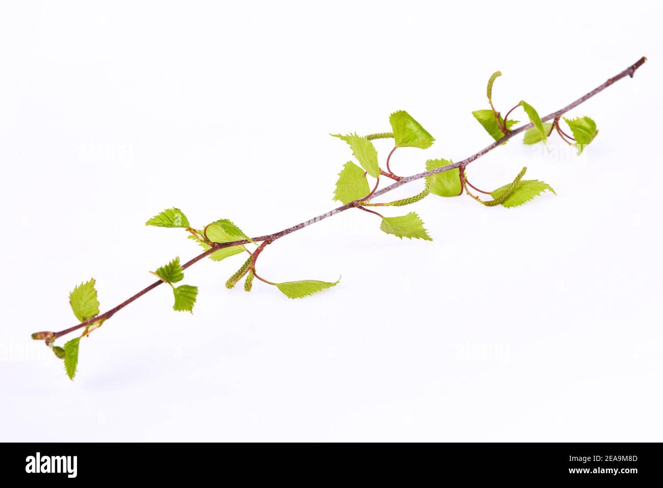 Young branch of birch with tiny catkin and small leaves in early spring isolated on a white background. Stock Photo