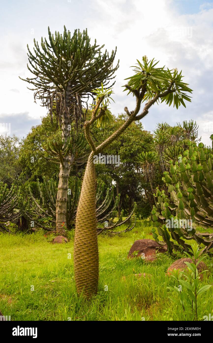 Madagascar palm in a botanical garden in Zimbabwe. Stock Photo