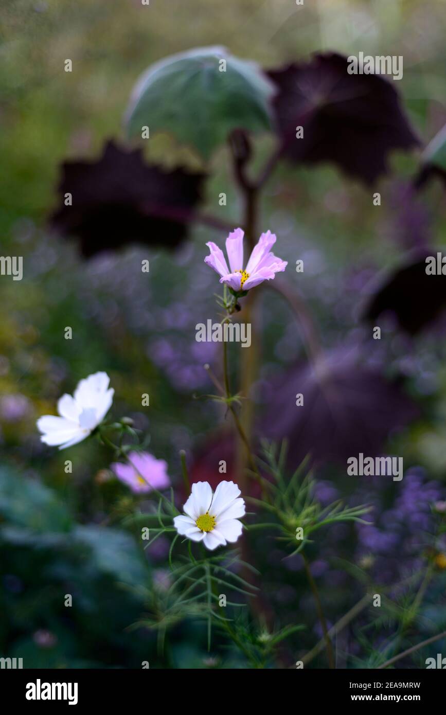 pink and white cosmos,pink and white cosmos flowers,flowering,senecio cristobalensis,Roldana petasitis,Red Leaved Velvet Senecio,purple leaf,leaves,fo Stock Photo
