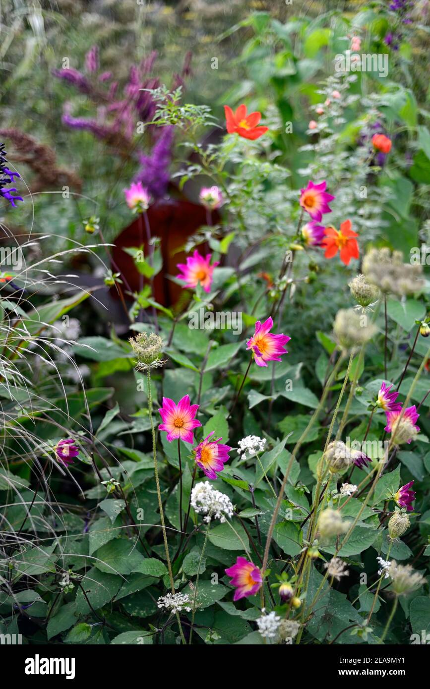 dahlia bright eyes,dahlia border,mixed planting scheme,mixed border,mixed combination,garden bed,garden border,RM Floral Stock Photo