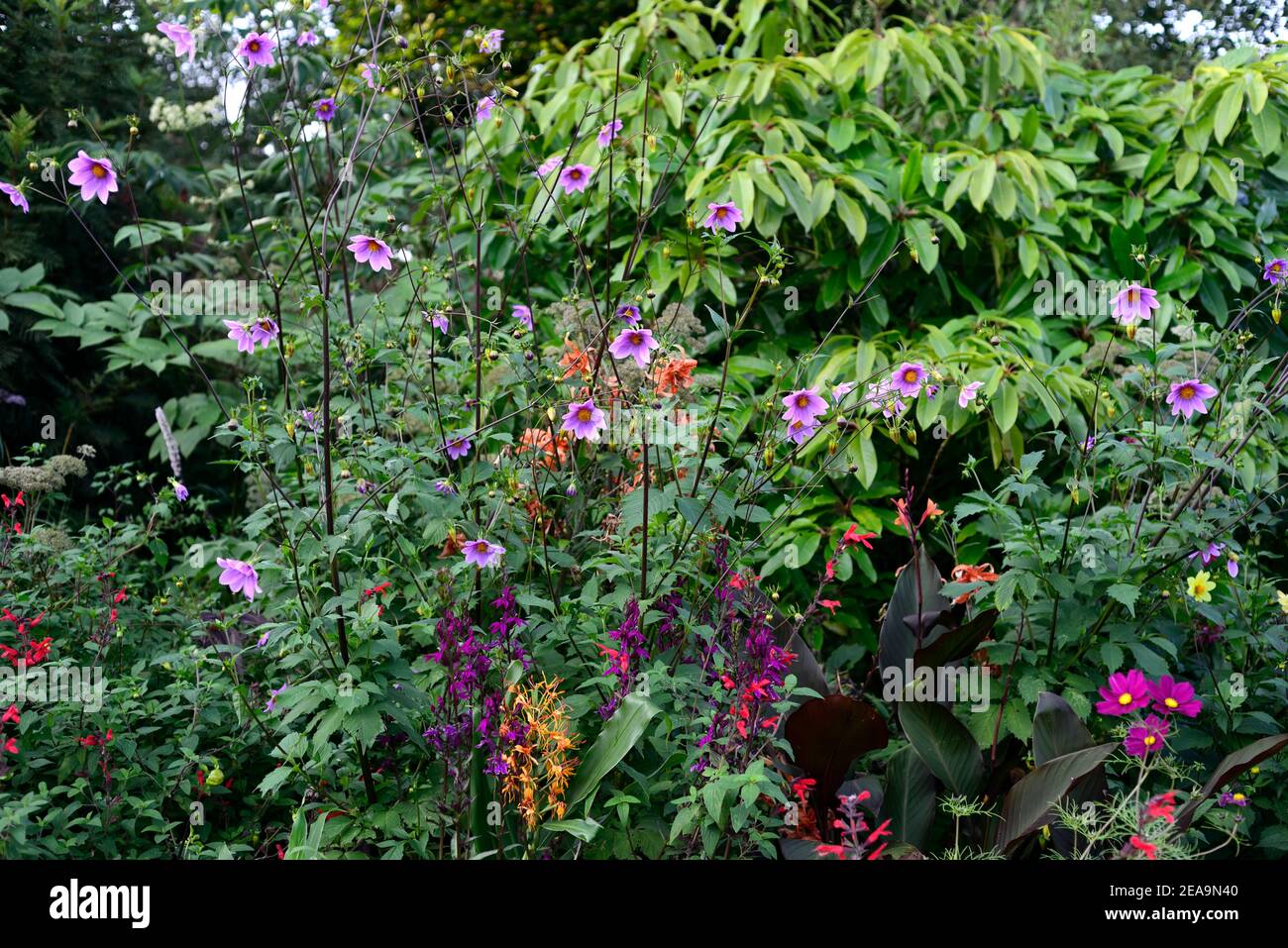 dahlia merckii,species dahlia,dahlias,lilac pink flowers,hedychium,orange flowers,ginger plant,Lobelia x speciosa Hadspen Purple,purple flowers,flower Stock Photo