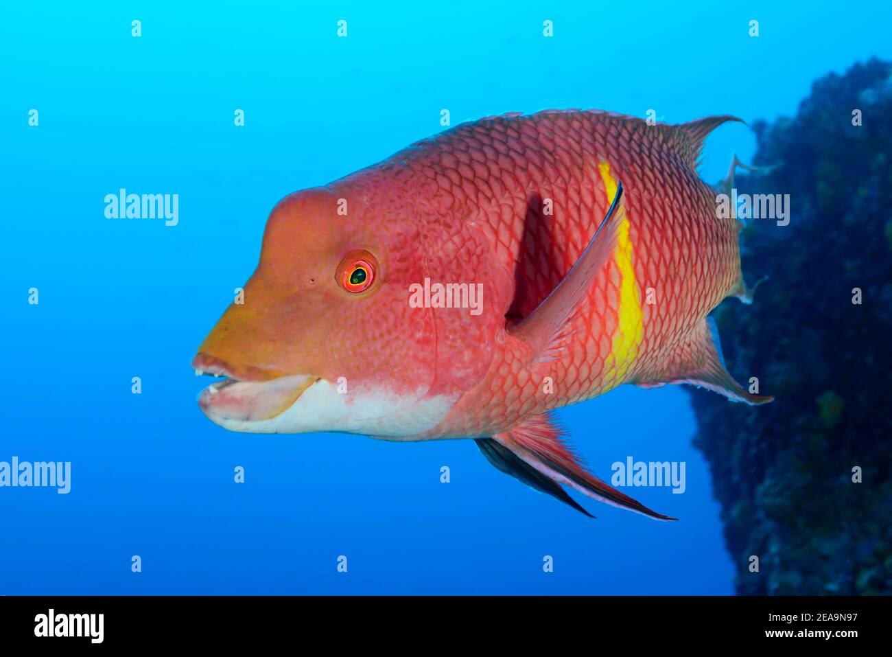 Mexican hog wrasse (Bodianus diplotaenia), male in the therminal phase, Cocos Island, Costa Rica, Pacific, Pacific Ocean Stock Photo