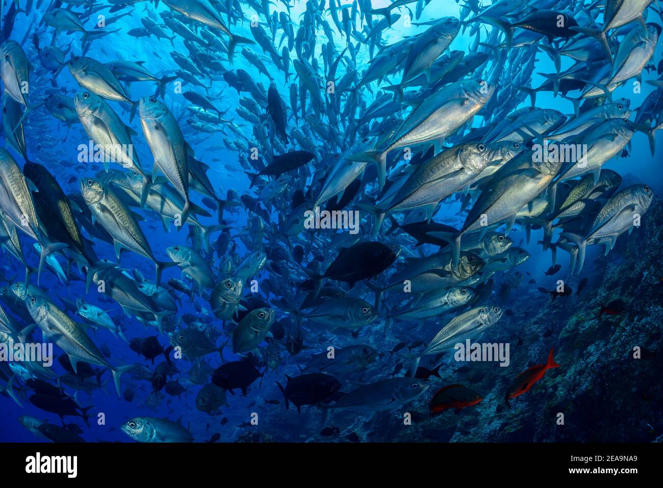 School of bigeye mackerel (Caranx sexfasciatus), Cocos Island, Costa Rica, Pacific, Pacific Ocean Stock Photo
