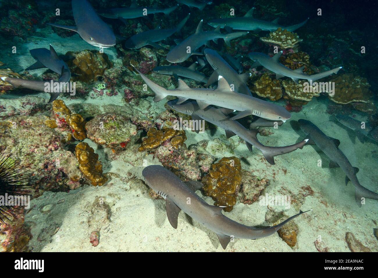 Whitetip reef shark (Triaenodon obesus) sleeping on the seabed, Cocos Island, Costa Rica, Pacific, Pacific Ocean Stock Photo